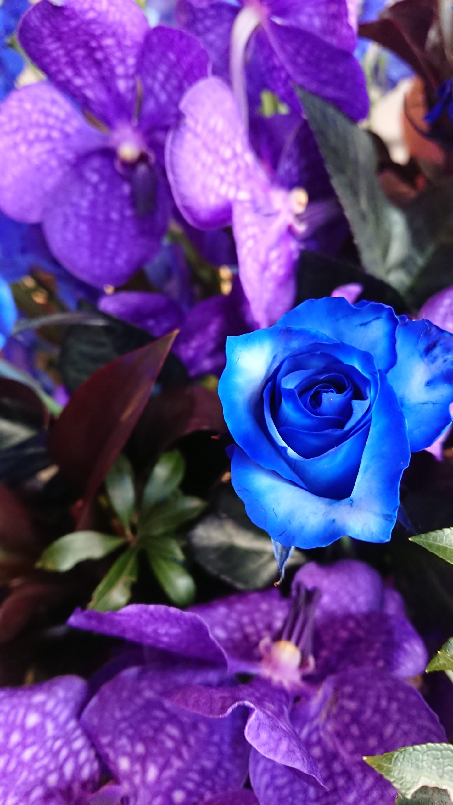 バラ①アバランチェブルー | Leaf リーフ｜岡山 花屋 フラワーショップ